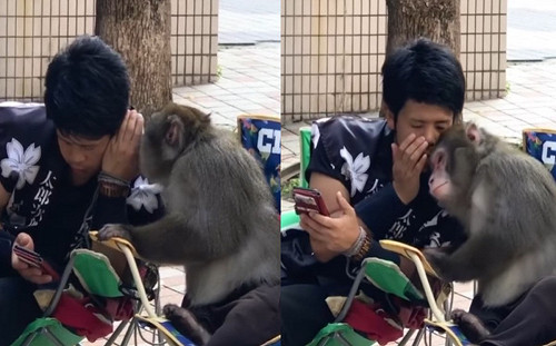 (影)男子與猴子「講悄悄話」分享手機　網見亮點笑：有兄弟臉！