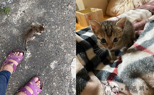 出門買奶茶竟被迷你浪貓尾隨回家　她笑：我被貓「撿到」？