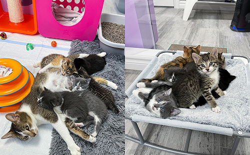 (影)不忍懷孕貓咪「被放養」街邊求食　善心鄰居插手幫助牠！