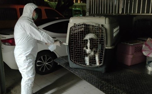 新冠肺炎確診共居犬 新北動保處代照料毛寶貝防疫隔離14天