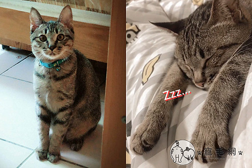 (影)夢到什麼呢?貓貓夢中「手收狂動」超可愛 網:想牽!