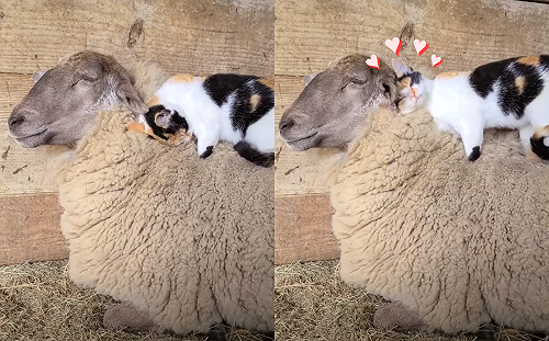 (影)三花貓爽蹭「天然純羊毛」　踏完整顆頭埋進超幸福！