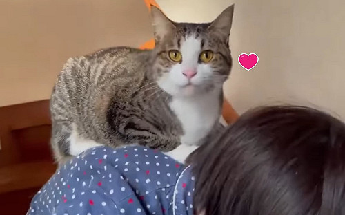 (影)奴才下樓主子竟趴肩壓背　網笑翻：貓祖出巡？