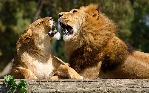 8頭獅子也確診！印度動物園緊急禁止民眾入內