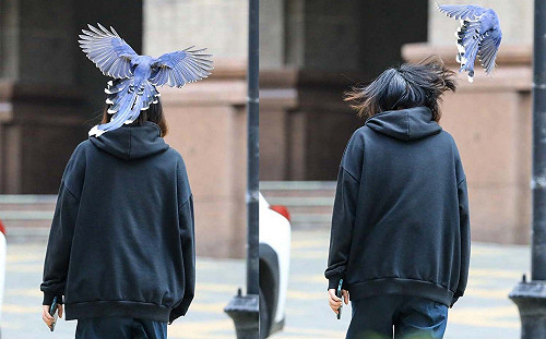 被踢的人會幸福吧？文大學生被國寶台灣藍鵲巴頭 校方提醒引熱議