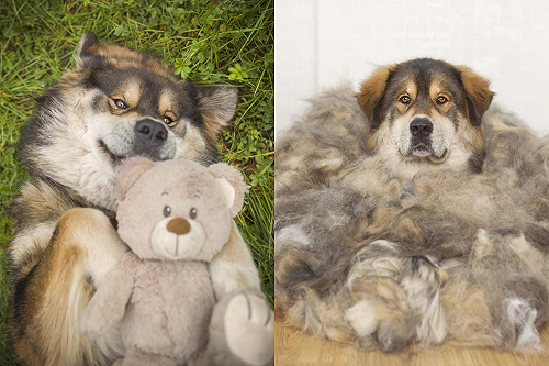 (影)主人蒐集「藏獒捲毛」　日積月累竟堆成一座小山！