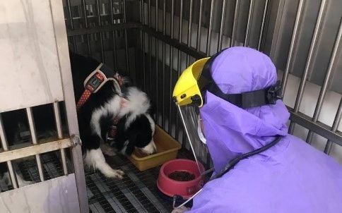 率先全國！北市臨床執業獸醫師及理列專案疫苗接種 今天開打