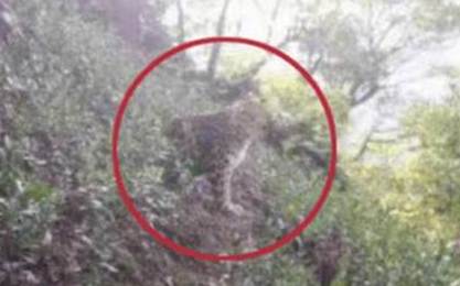 為了「五一」收入竟然「瞞豹」半個月 杭州3金錢豹4月19就脫逃 目前抓回2隻