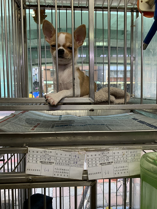 新北推寵物買賣公版契約 保障毛寶貝、消費者及店家「三贏」