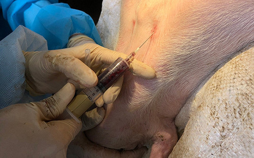 全台5千名獸醫打不到疫苗！動法盟籲：請盡速納入施打名單