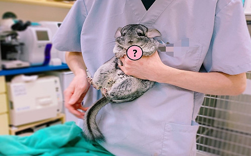 龍貓被獸醫抱住好緊張 伸小手手求助:主人救救我!