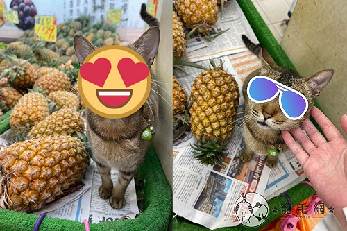 水果店貓老闆「認真賣鳳梨」 網笑：自己的罐罐自己賺！