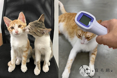 (影)防疫期間貓員工不配合！不量體溫還「拔腿就跑」　網：罰罐罐