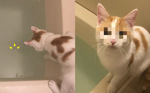 藍芽耳機落入浴缸泡水　奴一看喵大嘆：自己養的無法生氣！