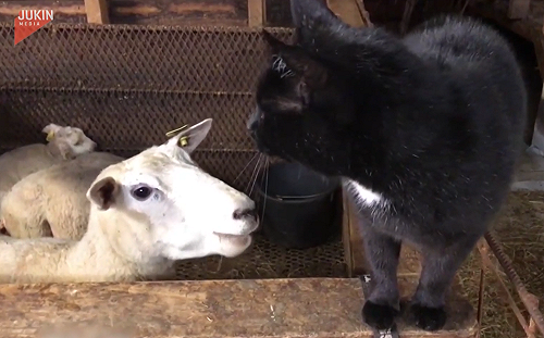 (影)示好被拒！羊一頭送貓咪「飛向青天」　網：恐怖情人是你