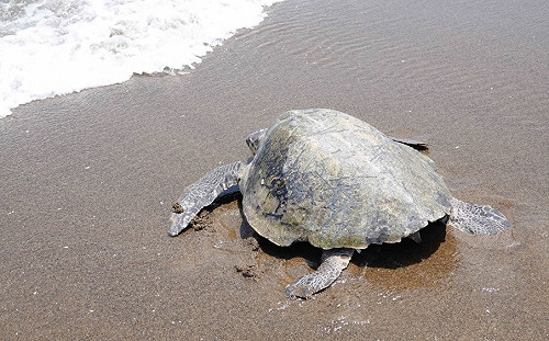 523世界烏龜日   新北民官學積極合作平均3天救2龜 