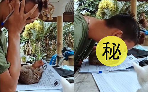 (影)主人寫作業卻遭「萌貓亂入」 網友笑：吸個貓繼續寫！