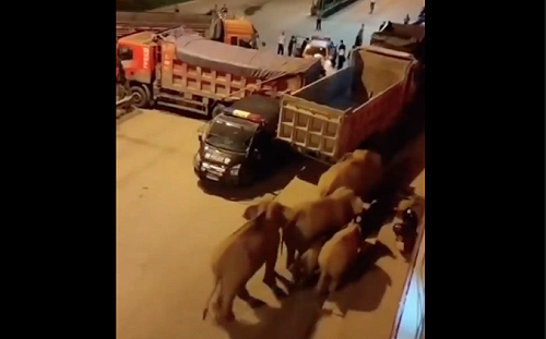 15隻象趴趴走「逛吃」到縣城 突破當局卡車防線 雲南市區首度出現象群