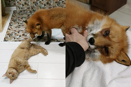 (影)小狐狸享受人類撫摸　舒服到「控制不了」狂往右邊倒！