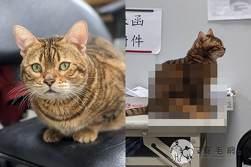貓咪兩腿伸直坐好好！姿態宛如「妙齡少女」　網：超萌