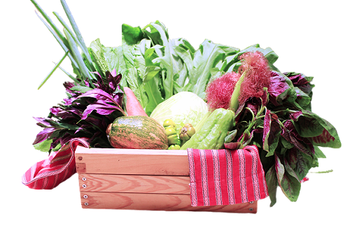 新北友善契作大聯盟推友善蔬菜箱 防疫助農友又顧食安