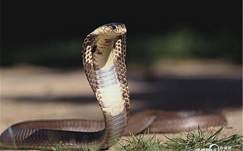 中國男子買「去除毒腺」眼鏡蛇當寵物睡同床被咬 商家竟告知發錯貨