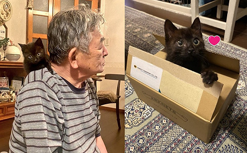 (影)說過不再養卻見小貓被烏鴉攻擊　阿伯心軟：先跟我回家吧！