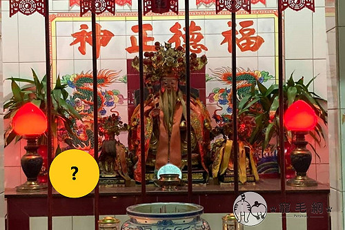 (影)拜拜遇浪貓折手手端坐土地公旁　網笑：真虎爺！