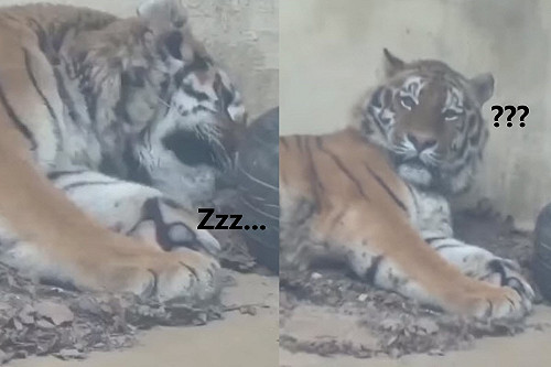 (影)猛虎問號！動物園宣導防疫卻狂跳針　牠一臉呆懵：發生什麼事？