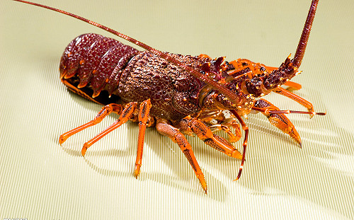 龍蝦不懂甚麼叫做「中央禁令」  澳洲透過「灰色管道」轉進 依然大賣中國