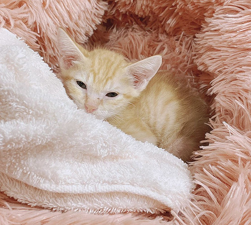 新北動物之家防疫、認養並進 全面live影像認養毛寶貝獲好評