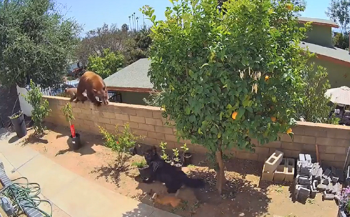 (影)為救狗少女將熊「推下牆」　淡定回憶：牠們很常來啊！