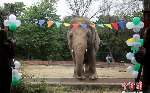 歐洲盃章魚哥 德大象將預測德法大戰結果