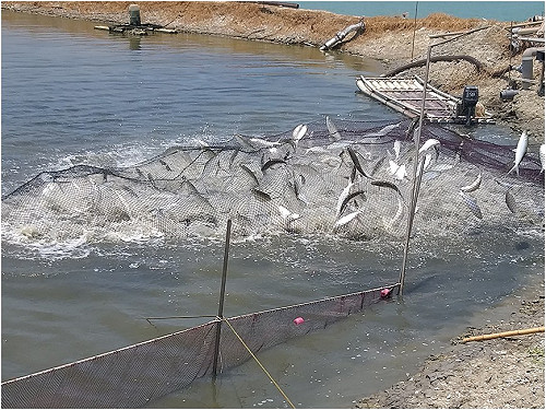 高市府加碼補助國內運費 在地水產直送到府防疫不斷炊