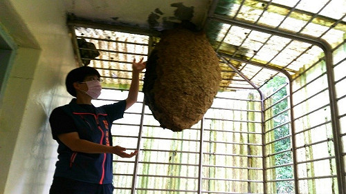 半個人高虎頭蜂窩藏後陽台 新北動保處假日出動解危