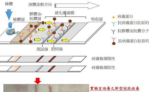 15分鐘、雲端追蹤 國衛院＋國防預醫所研發新冠快篩試劑技轉授權專案生產