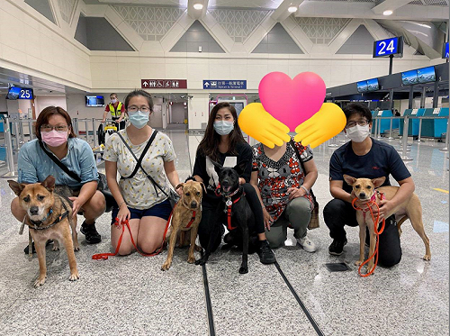 新北雲端認養跨出國界 公私協力送浪浪幸福移居加拿大