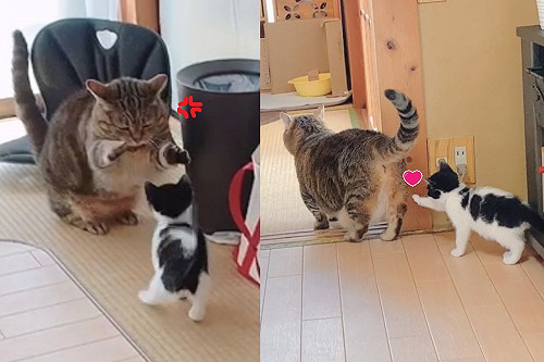 (影)才剛被警告！小貓竟伸手偷摸大貓豐臀　網笑：屁屁太誘人？