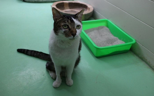 新北動保獸醫接力救援 斷腿「黑白貓郎君」痊癒靜待有緣人