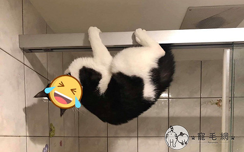 貓咪的志願是當「蝙蝠俠」　奴嘆：有人能幫牠Ｐ高譚市嗎？