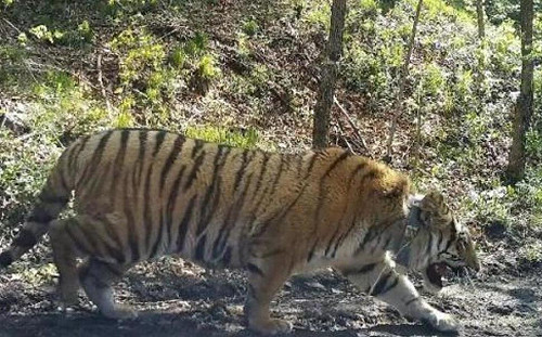 動物反撲？！西南雲南大象遷徙 東北遼寧驚聞虎嘯