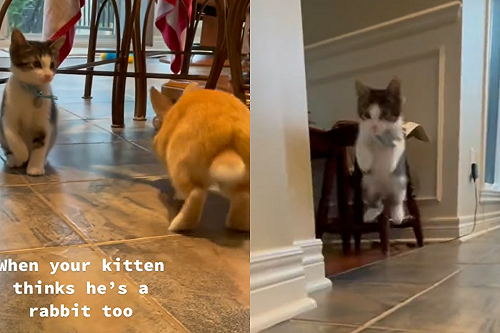 (影)貓貓發動「血輪眼」學兔子跳　網笑：這樣不累嗎？