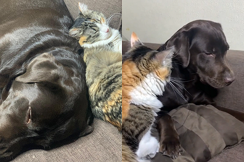 (影)大狗狗甩頭反抗　見貓咪生氣給巴掌「秒變孬」：對不起嘛！