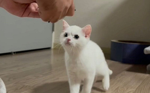 (影)奴才修理玩具　小白貓「皺眉緊盯」：好了沒？