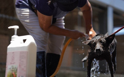 避免毛寶貝炎夏中暑 新北動物之家全面智能控溫