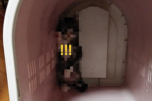 去趟醫院小貓「站」在貓籠好驚恐　網笑：求心裡陰影面積