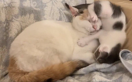(影)小貓「屁屁貼大貓臉」倒栽蔥睡覺　奴嘆：貓真的好難懂！