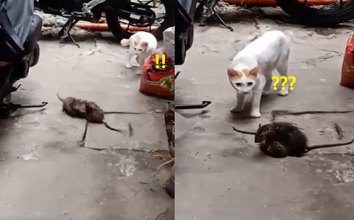(影)老鼠街頭上演全武行！貓一旁呆看　網笑：傻眼貓咪！