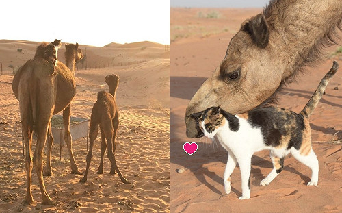 (影)三花貓天天騎駱駝散步賞美景　網：羨慕的貓生！