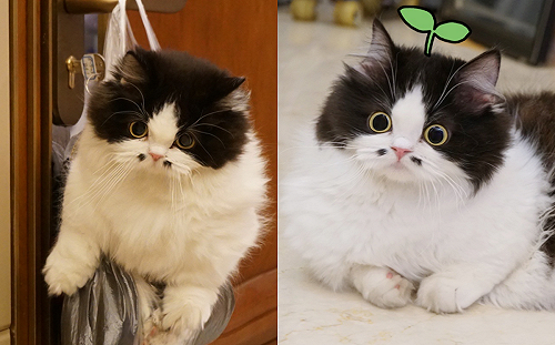 黑白貓嘴邊「鑲兩顆媒婆痣」 肉嘟嘟激萌模樣嗨翻眾網友！